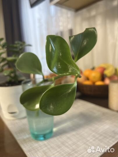 Кактусы и суккуленты