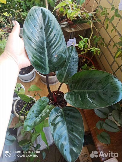 Филодендроны #2