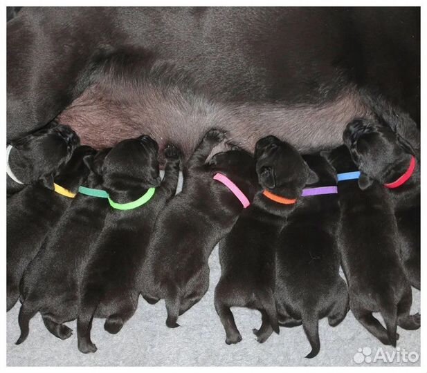 Идентификационные ошейники для щенков и котят