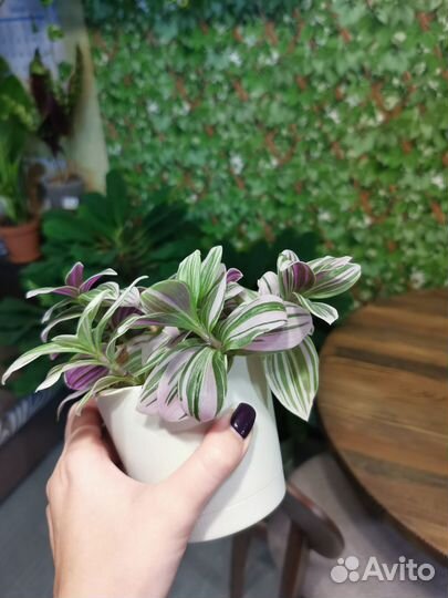 Традесканция комнатное растение