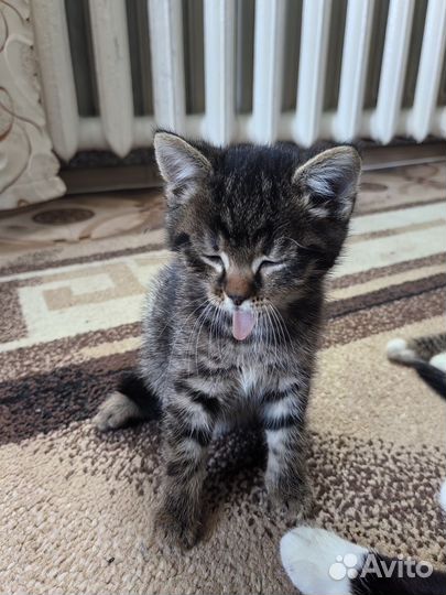 Котенок девочка