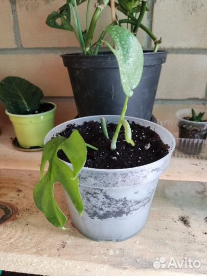 Монстера Минима