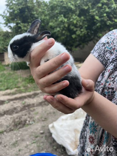 Продаются карликовые кролики