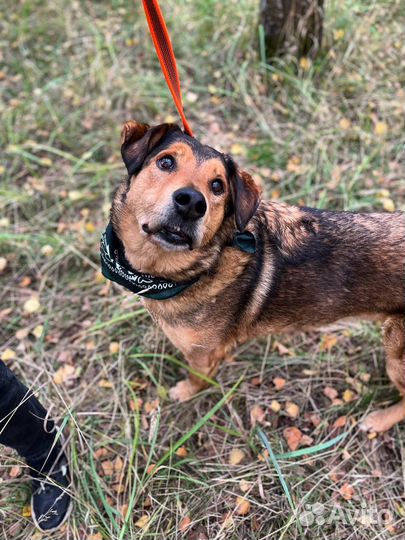 Очень спокойный нежный парень ищет дом