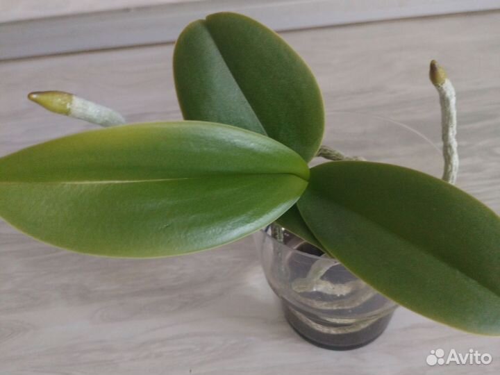 Орхидея фаленопсис