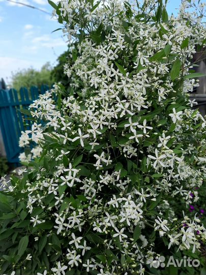 Саженцы клематиса