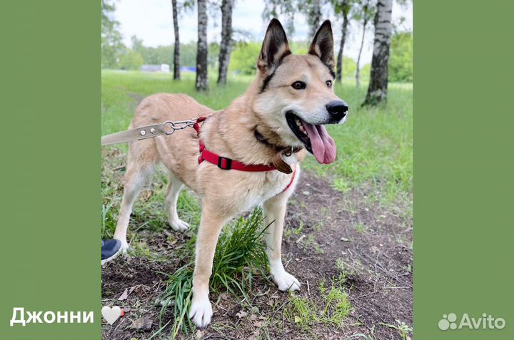 Джонни ждет семью в приюте