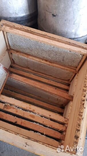 Продаю мед в сотах