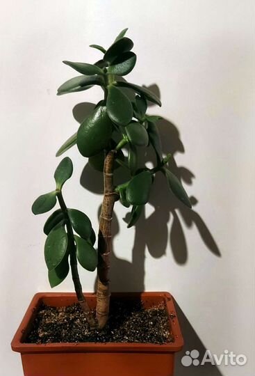 Бонсай красула