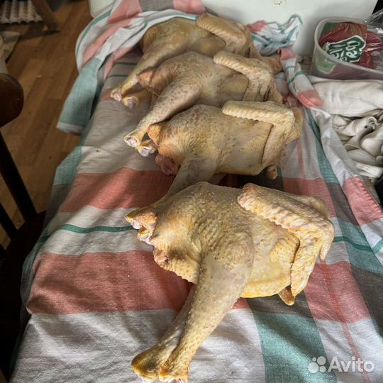 Мясо домашних петушков