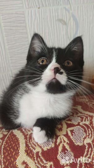 Маркиз в добрые руки