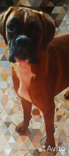 Немецкий Боксёр