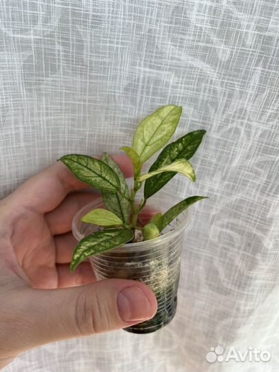 Сортовые фикусы