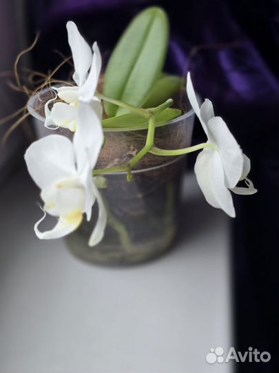 Орхидея фаленопсис