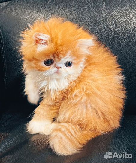 Персидский котик