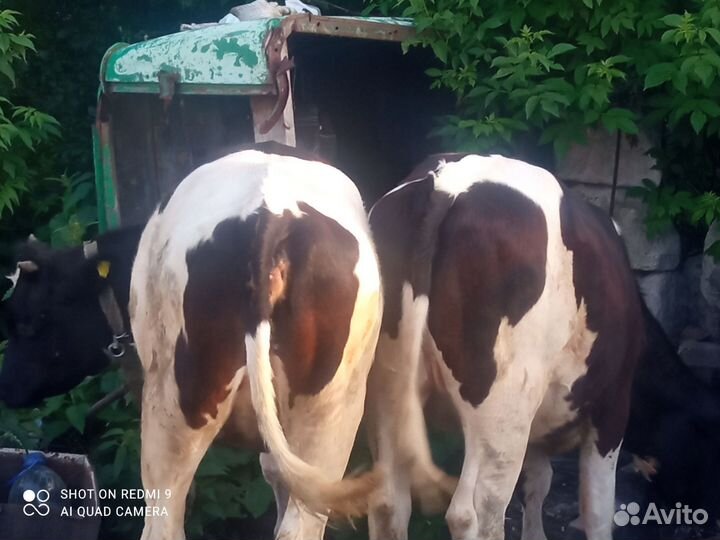 Продам двух тёлок