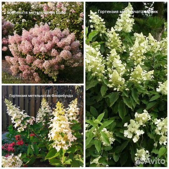 Саженцы растений для малоуходного сада