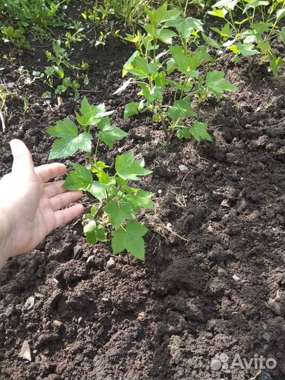 Домашний мини-питомник