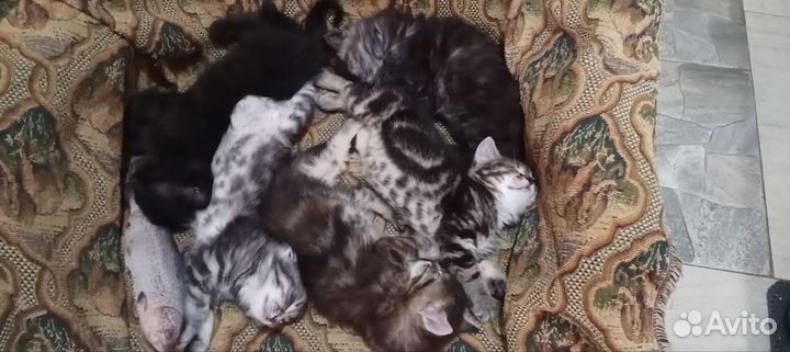 Британские котята