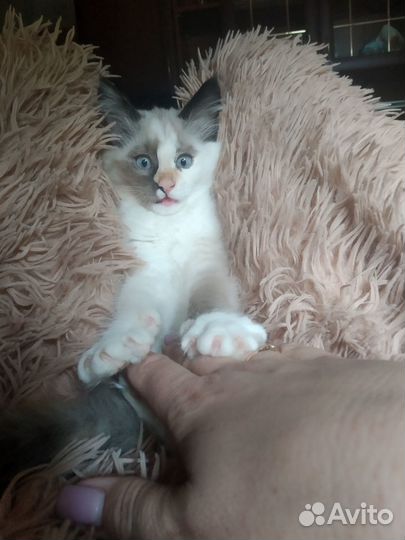 Нашлась кошка