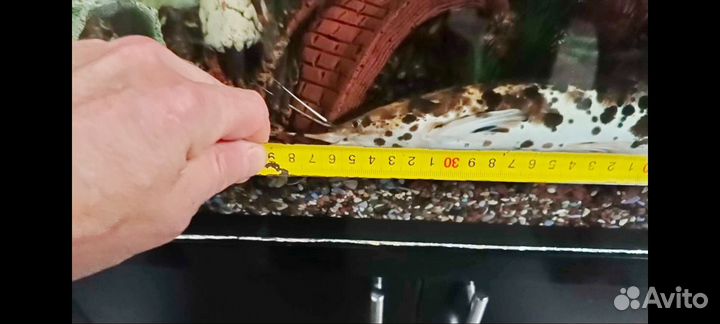 Аквариумные сомы