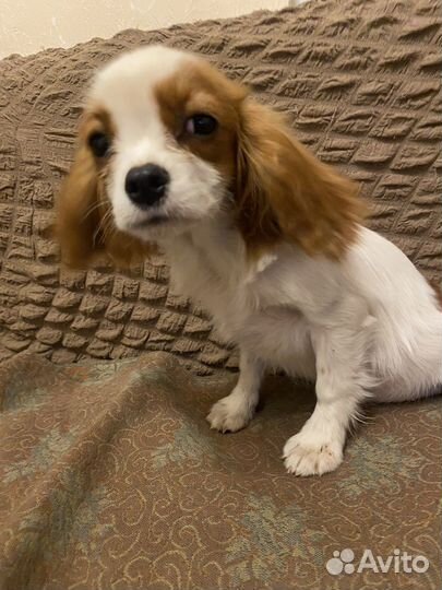 Кавалер Кинг Чарльз спаниель