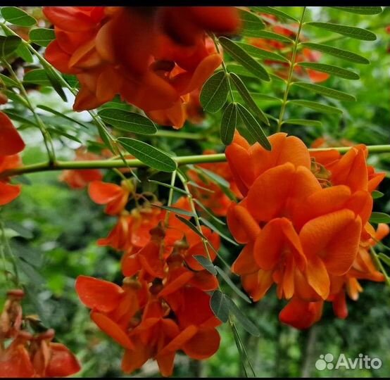 Саженцы Мимоза,кассия,сесбания,кампсис,глициния