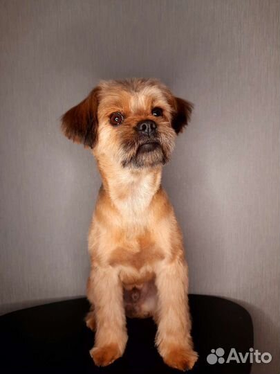 Грумер. Стрижка собак и кошек (выезд на дом)