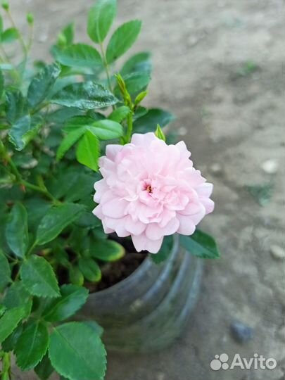 Розы почвопокровные, зкс