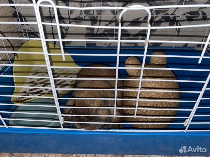 Кролик с клеткой