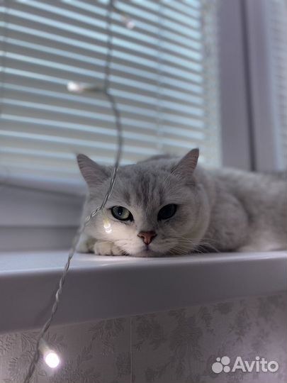 Отдам кота в добрые руки