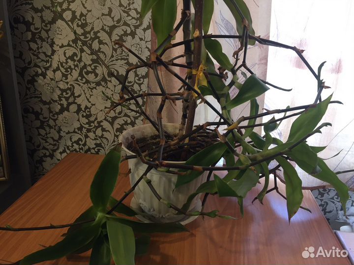 Отдам старый Золотой ус