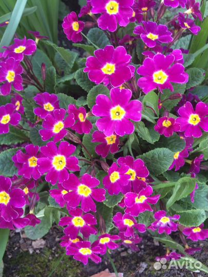 Дачные цветы