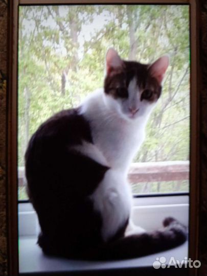 Кошки бесплатно