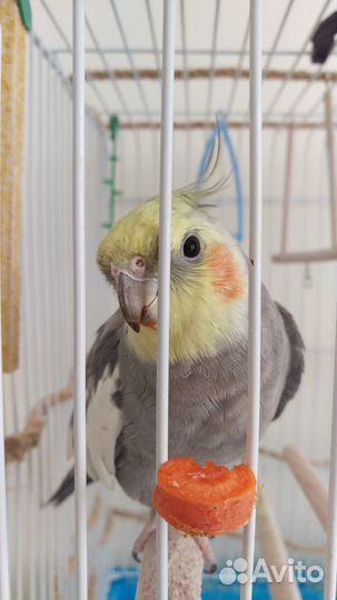 Передержка попугаев (птиц)