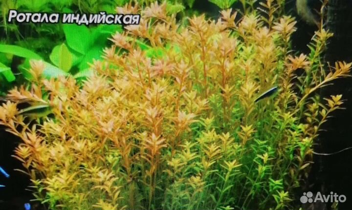 Аквариумные растения