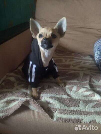 Одежда для маленьких собак