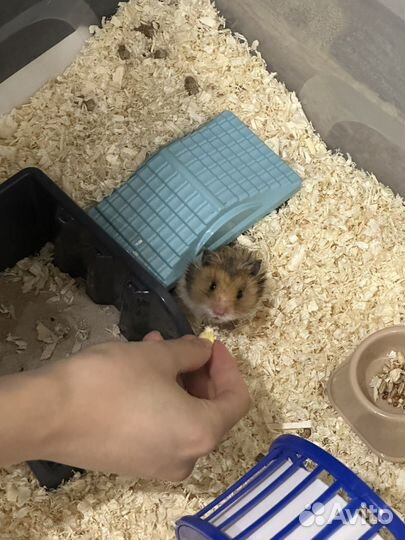 Сирийский хомяк бесплатно