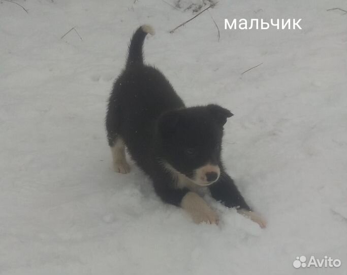 Щенки в добрые руки