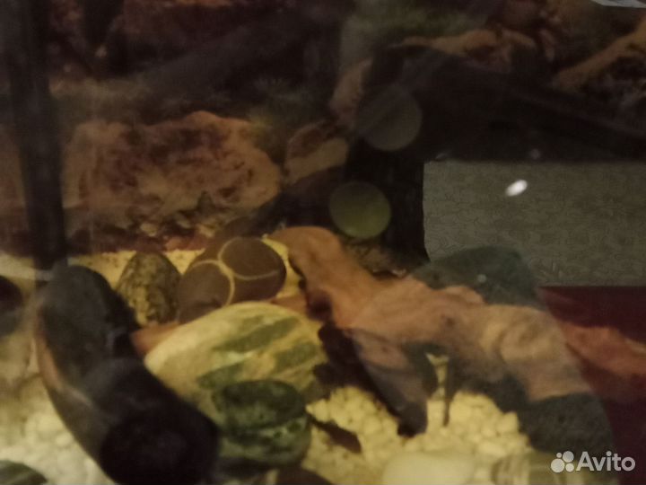 Сомики Анциструсы