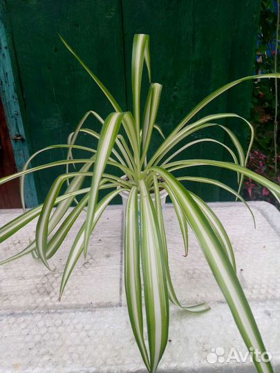 Гранат, плющ, хлорофитум