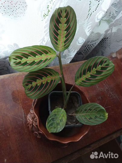 Маранта триколор