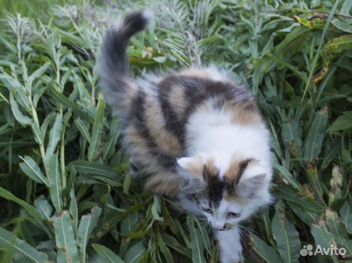 Котенок, девочка