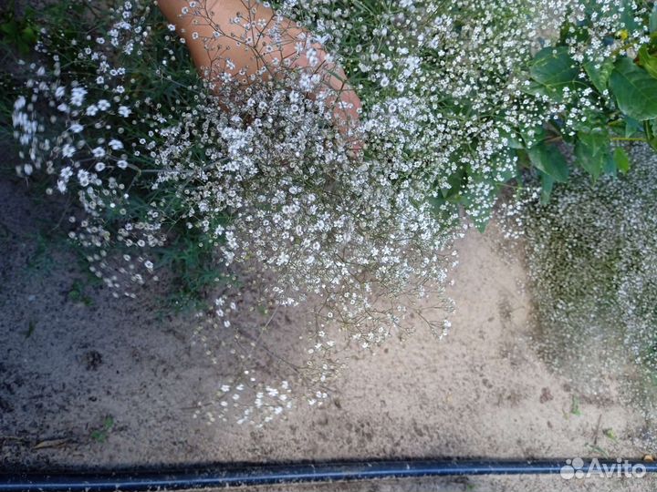 Гипсофила свежий срез