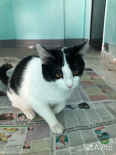 Кот в добрые руки