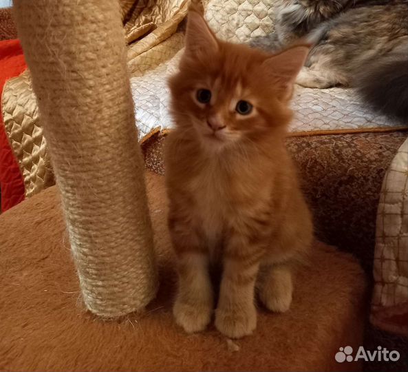 Котята Мэйн Кун