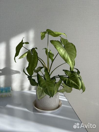 Традесканция, сингониум