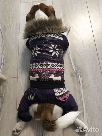 Продам комбинезон для собаки