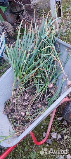 Чеснок деревенский