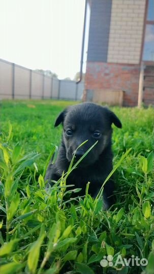 Собака в добрые руки щенок